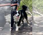 Small #1 Border Collie Mix