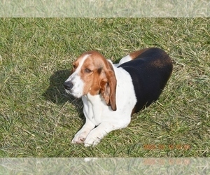Mother of the Basset Hound puppies born on 03/07/2023