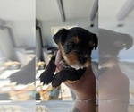 Small Photo #20 Yorkshire Terrier Puppy For Sale in LINCOLN CITY, OR, USA