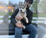 Small Photo #63 Siberian Husky Puppy For Sale in TRIMBLE, MO, USA