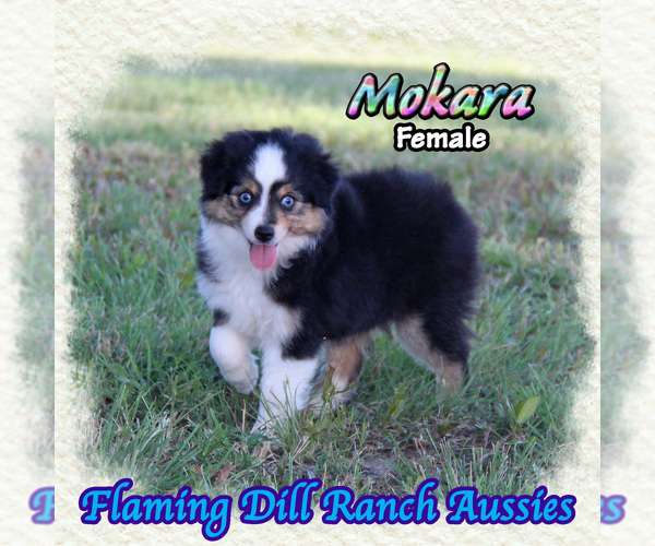 Medium Photo #1 Miniature Australian Shepherd Puppy For Sale in FORESTBURG, TX, USA