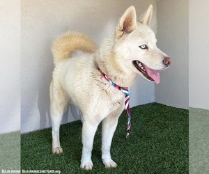 Juno - Male Siberian Husky-Unknown Mix Dog for Adoption - Photo #2