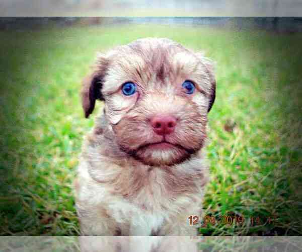 Medium Photo #9 Havanese Puppy For Sale in MARSHFIELD, MO, USA