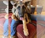 Small Photo #11 German Shepherd Dog Puppy For Sale in SAINT CHARLES, MN, USA