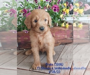 Goldendoodle Puppy for Sale in TOPEKA, Indiana USA