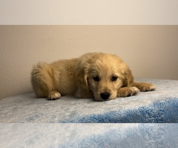 Medium Photo #5 Golden Retriever Puppy For Sale in FRANKLIN, IN, USA