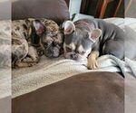 Small Photo #1 French Bulldog Puppy For Sale in WENTZVILLE, MO, USA