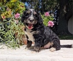 Small #3 Miniature Bernedoodle