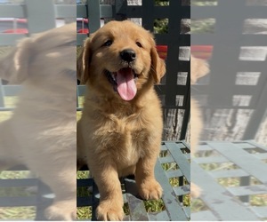 Golden Retriever Puppy for sale in SANTA ANA, CA, USA