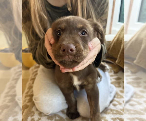 Medium Photo #4 Labrador Retriever-Unknown Mix Puppy For Sale in Bellevue, WA, USA
