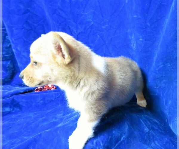 Medium Photo #6 Pembroke Welsh Corgi Puppy For Sale in NORWOOD, MO, USA