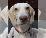 Small #2 Beagle