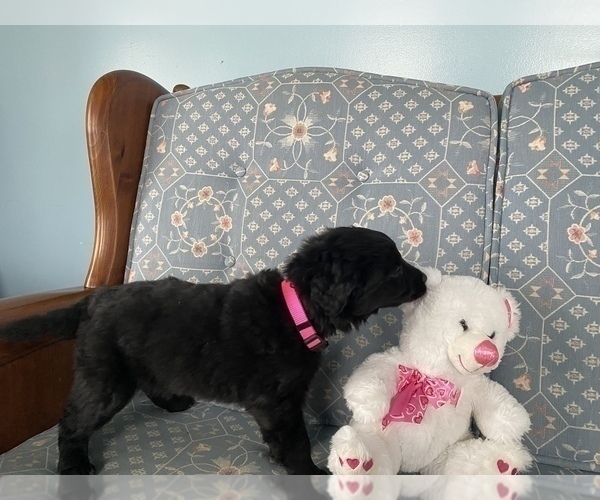 View Ad Border CollieGoldendoodle Mix Puppy for Sale near Wisconsin, LA VALLE, USA. ADN564318