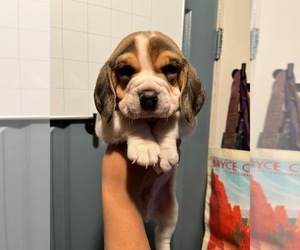Beagle Puppy for sale in POMONA, CA, USA