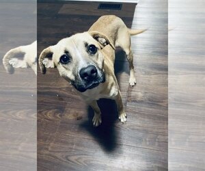 Black Mouth Cur-Unknown Mix Dogs for adoption in Columbus, IN, USA