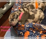 Puppy Pebbles Great Dane