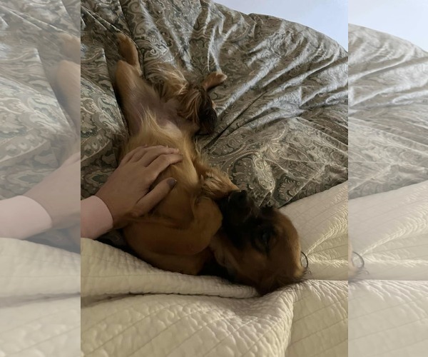 Medium Photo #2 Chion Puppy For Sale in Princeton, MN, USA