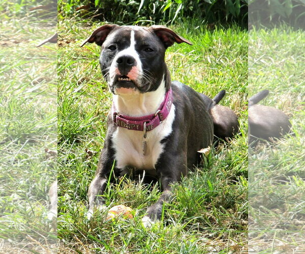 Medium Photo #1 Mutt Puppy For Sale in Rockville, MD, USA
