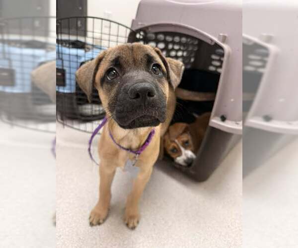 Medium Photo #1 Mutt Puppy For Sale in Holly Springs, NC, USA