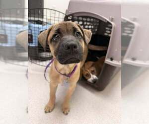 Mutt Dogs for adoption in Holly Springs, NC, USA
