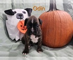 Puppy Odin Boxer