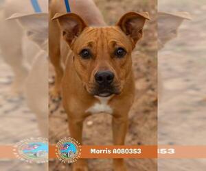 American Bulldog-Unknown Mix Dogs for adoption in Mobile, AL, USA