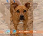 Small American Bulldog Mix