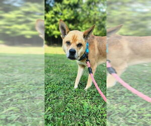 Shiba Inu-Unknown Mix Dogs for adoption in Osgood, IN, USA