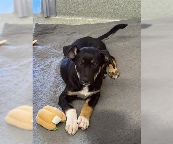 Medium Photo #1 German Shepherd Dog-Unknown Mix Puppy For Sale in San Martin, CA, USA