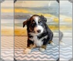 Puppy Puppy 1 Miniature Australian Shepherd