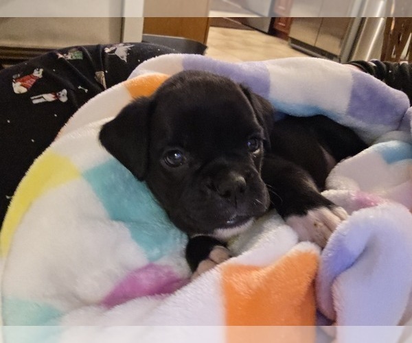 Medium Photo #4 Boxer Puppy For Sale in OPELIKA, AL, USA