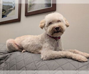 Poodle (Miniature) Dogs for adoption in Mundelein, IL, USA