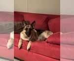 Small Photo #1 German Shepherd Dog Puppy For Sale in ALBANY, NY, USA