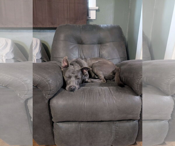 Medium Photo #23 American Pit Bull Terrier-Labrador Retriever Mix Puppy For Sale in Germantown, OH, USA