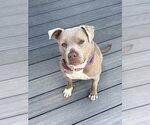 Small #36 American Staffordshire Terrier Mix