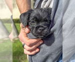 Small Photo #5 Pug-Unknown Mix Puppy For Sale in Corona, CA, USA