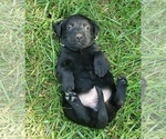 Small #5 Labrador Retriever
