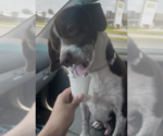 Small #2 Beagle-Staffordshire Bull Terrier Mix
