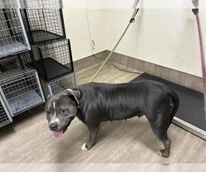 Mutt Dogs for adoption in Pasadena, CA, USA