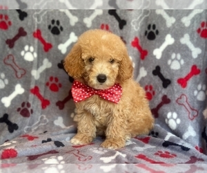 Goldendoodle (Miniature) Puppy for sale in LAKELAND, FL, USA