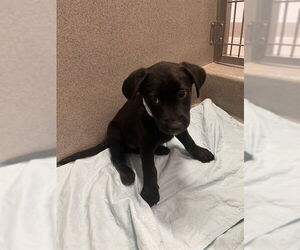 Australian Kelpie-Unknown Mix Dogs for adoption in Rancho Cucamonga, CA, USA