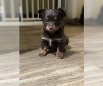 Puppy Puppy 2 Chihuahua