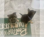 Small #6 German Shepherd Dog