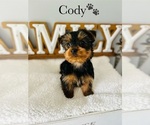 Small Photo #12 Yorkshire Terrier Puppy For Sale in MURFREESBORO, TN, USA