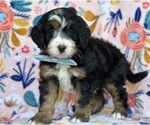 Small Bernedoodle (Miniature)