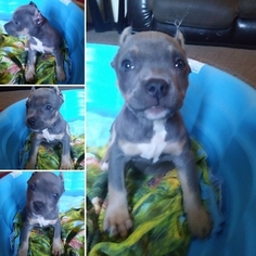 American Pit Bull Terrier Puppy for sale in SAN JACINTO, CA, USA