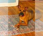 Small #5 Boxer Mix