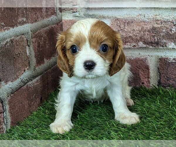 Medium Photo #11 Cavalier King Charles Spaniel Puppy For Sale in MOBERLY, MO, USA