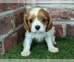Small #10 Cavalier King Charles Spaniel