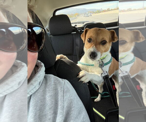 Medium Photo #3 Jack Russell Terrier-Unknown Mix Puppy For Sale in Salt Lake City, UT, USA